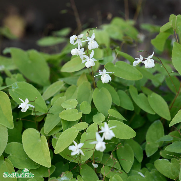 Epimedium youngianum 'Niveum' A-kval