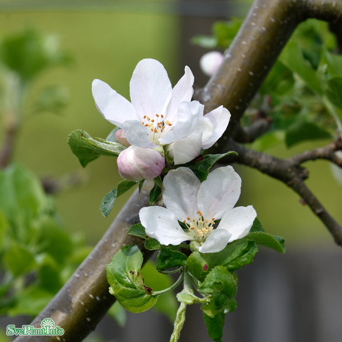 Malus domestica 'Sylvia' A2 Stam 2-års A-kval Co