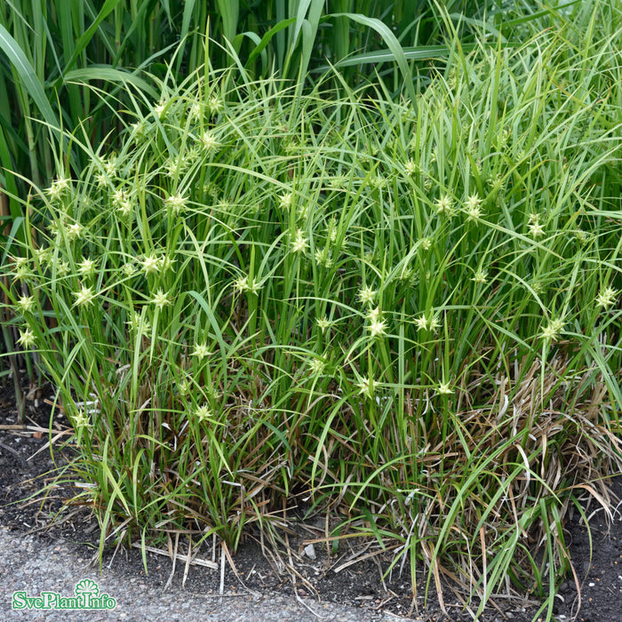 Carex grayi A-kval