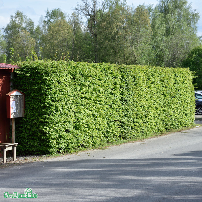 Carpinus betulus Häck C 100-125cm