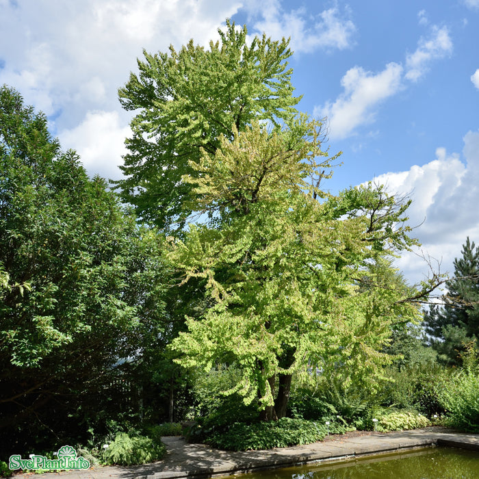 Cercidiphyllum japonicum Solitär C15 150-175cm