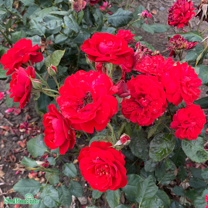 Rosa 'Carl Philip' A kval C4