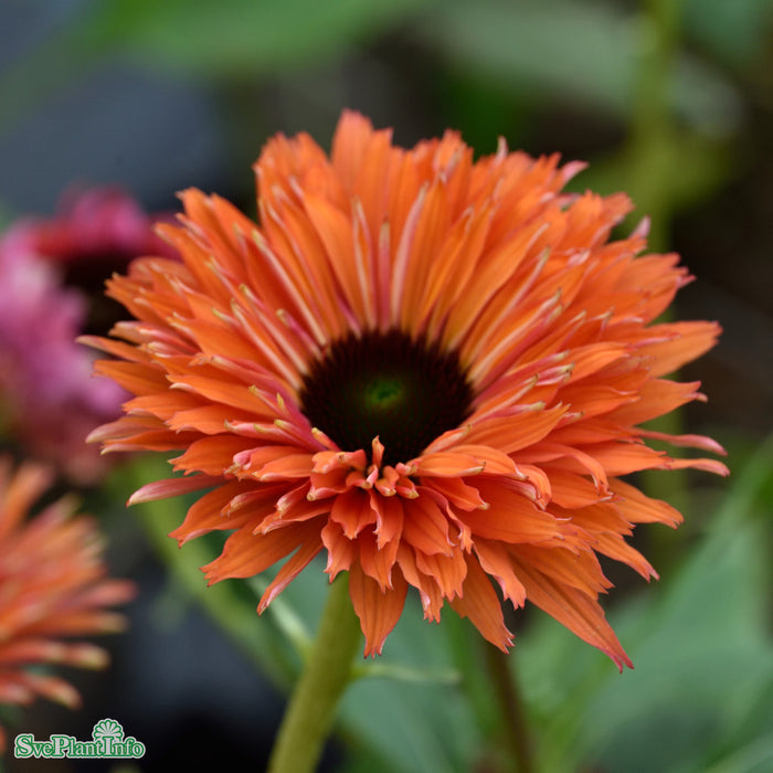 Echinacea 'SunSeekers Rainbow' A-kval