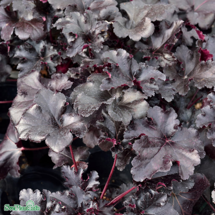 Heuchera 'Black Pearl' A-kval