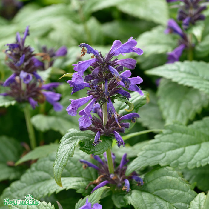 Nepeta 'Neptune' A-kval