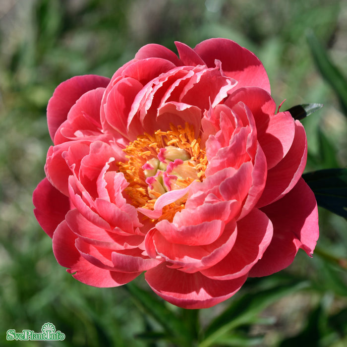 Paeonia lactiflora 'Coral Charm' A-kval C2