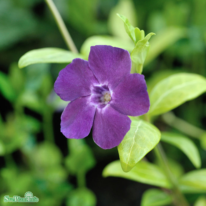 Vinca minor 'Atropurpurea' A-kval