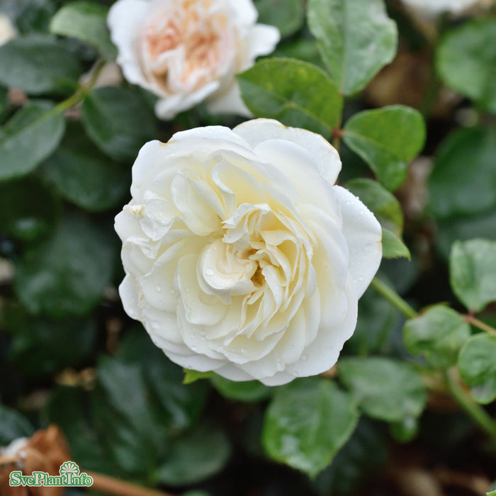 Rosa 'Ledreborg' A kval C4