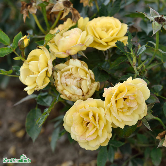 Rosa 'Sun Hit' A kval C4