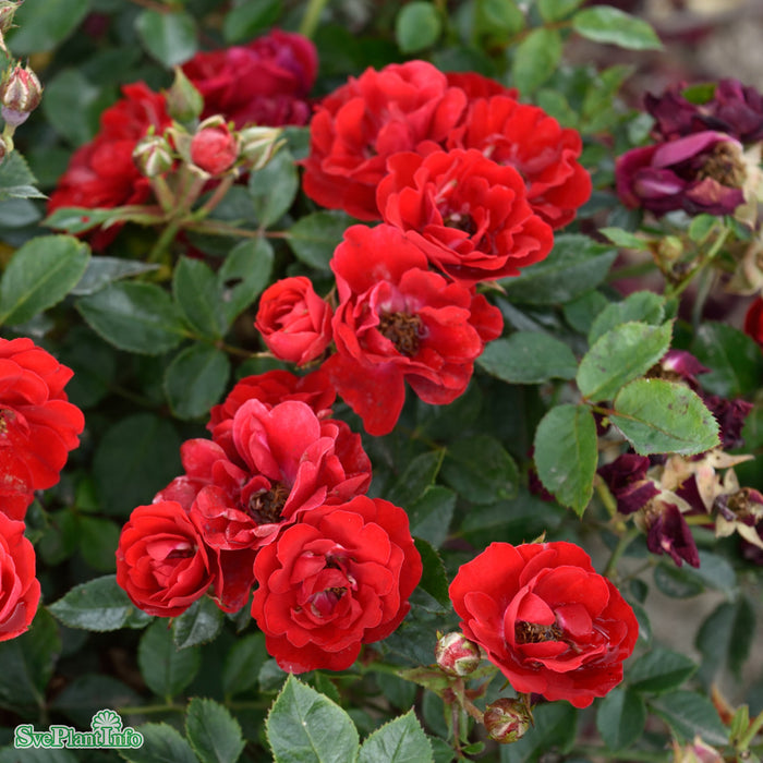 Rosa 'Intense Cover' A kval C4