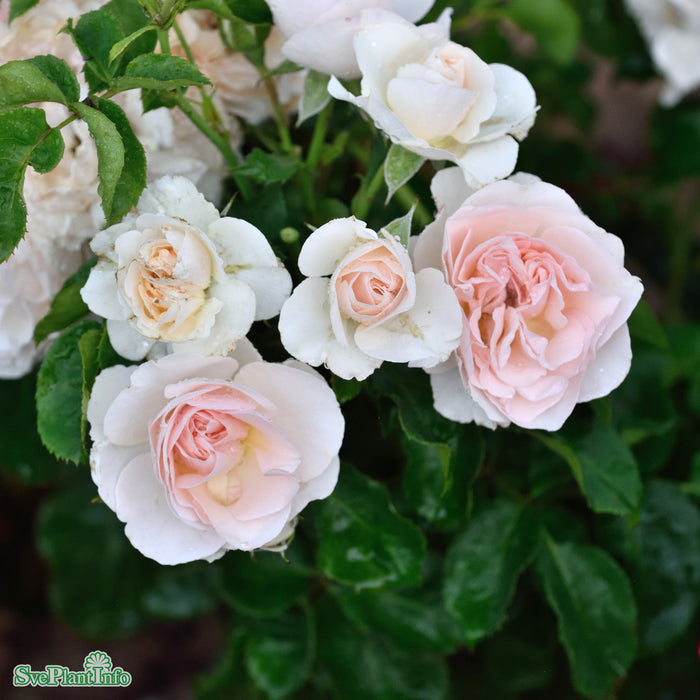 Rosa 'Naomi Renaissance' A kval C4
