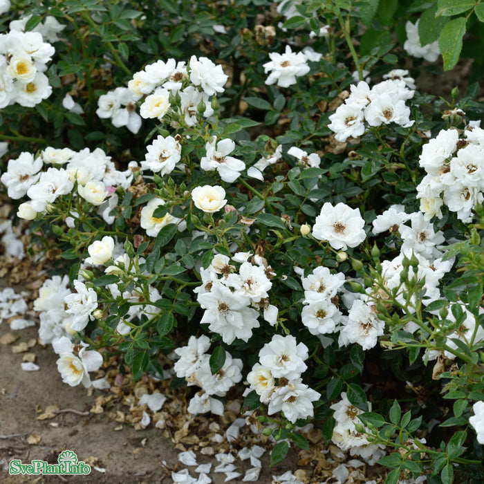 Rosa 'White Cover' A kval C4