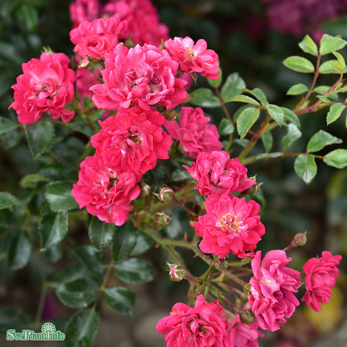 Rosa 'Red Fairy' A kval C4