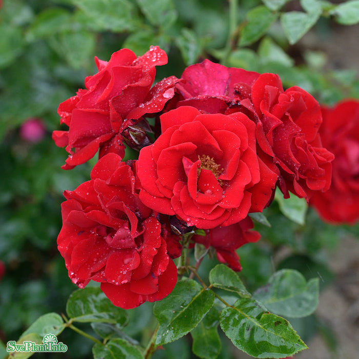 Rosa 'Santana' Solitär C20 200-250cm