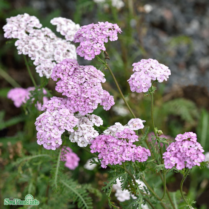 Achillea millefolium 'Apfelblüte' A-kval