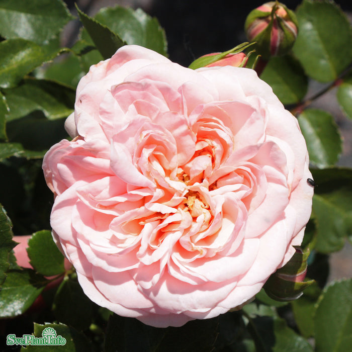 Rosa 'Dronning Margrethe' A kval C4