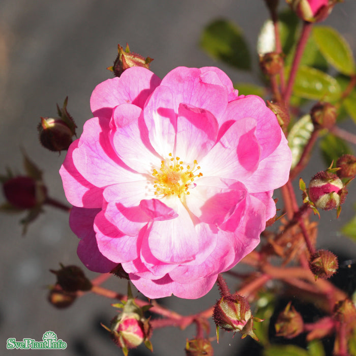 Rosa 'Lavender Cover' A kval C4