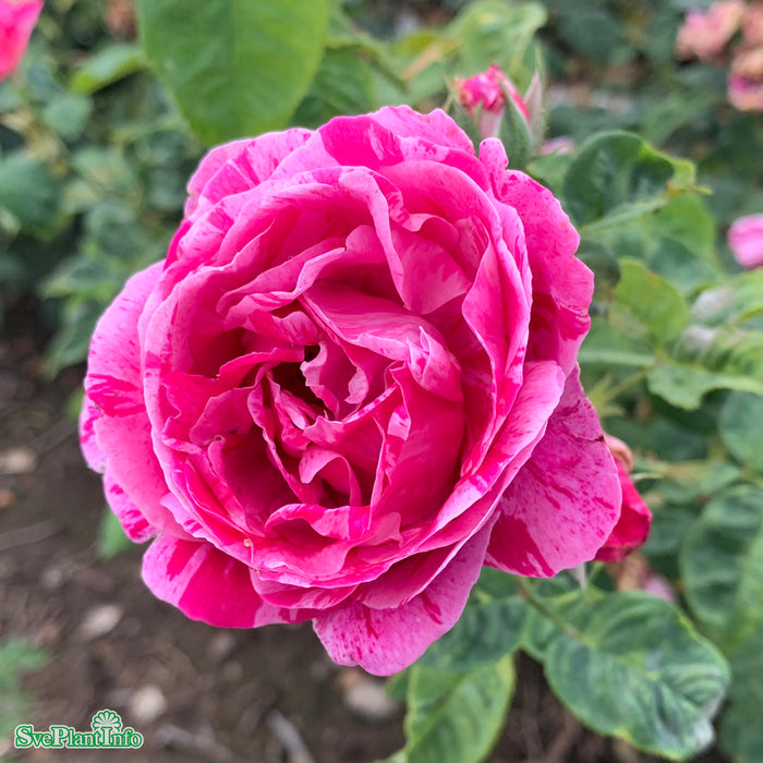 Rosa 'Ferdinand Pichard' A kval C4