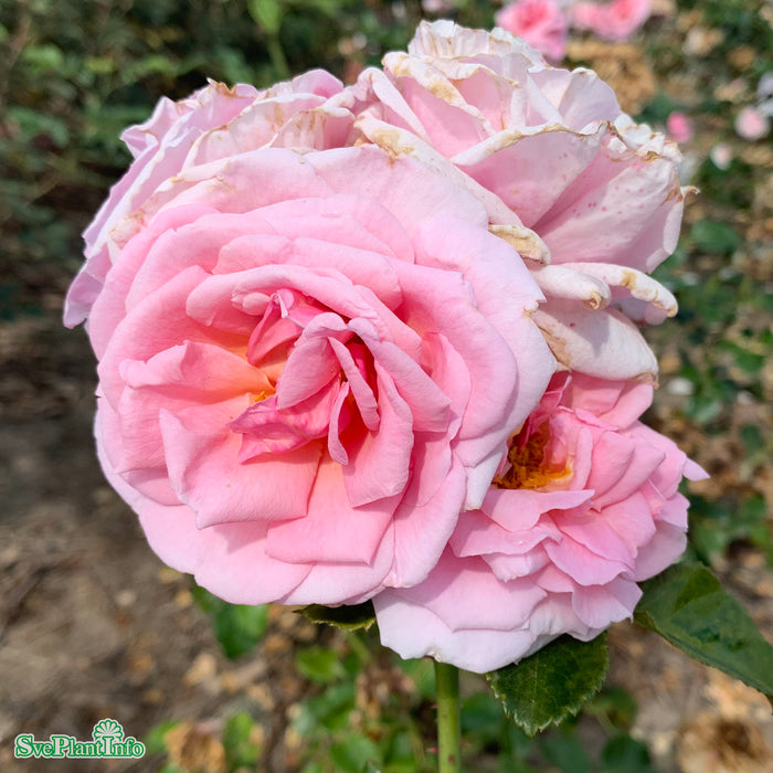 Rosa 'Aloha' A kval C4
