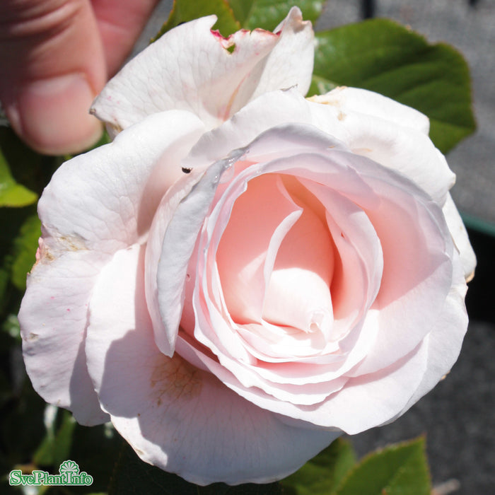 Rosa 'Royal Copenhagen' A kval C4