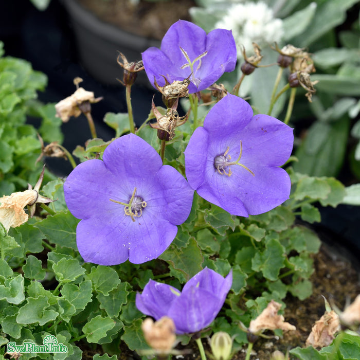 Campanula carpatica 'Blaue Clips' A-kval