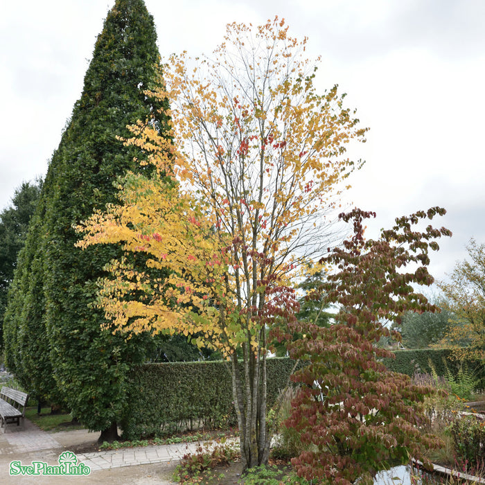 Cercidiphyllum japonicum Solitär C15 150-175cm