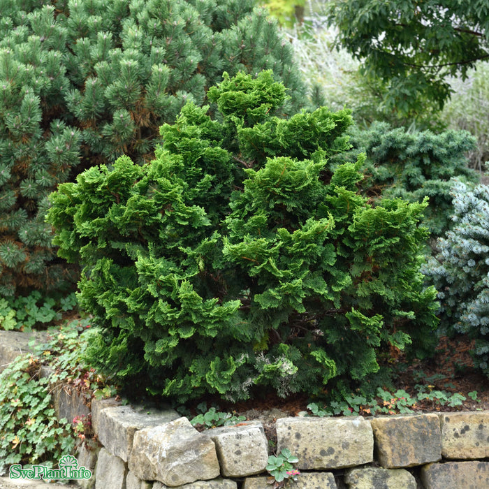 Chamaecyparis obtusa 'Nana Gracilis' C6 25-30cm
