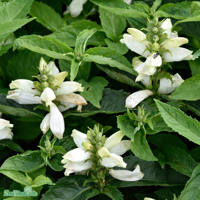 Chelone glabra A-kval