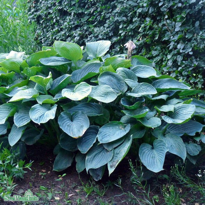 Hosta 'Empress Wu' A-kval