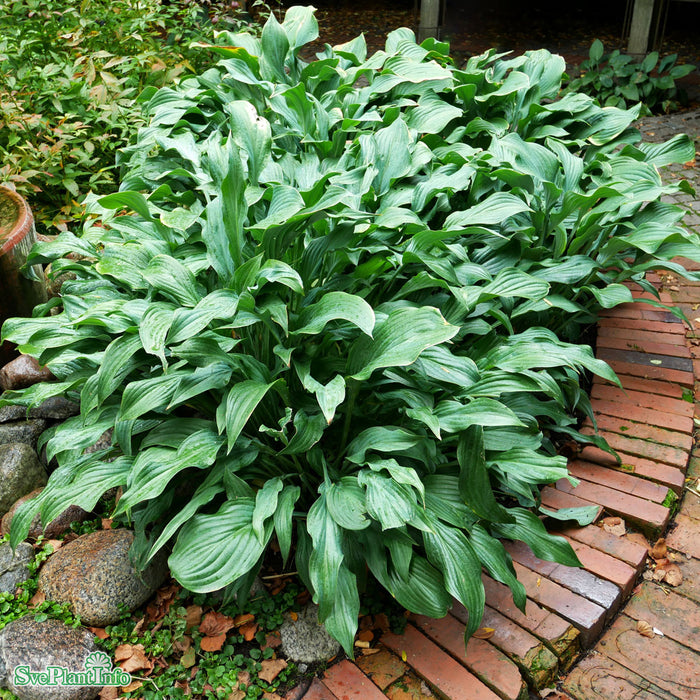 Hosta 'Krossa Regal' A-kval