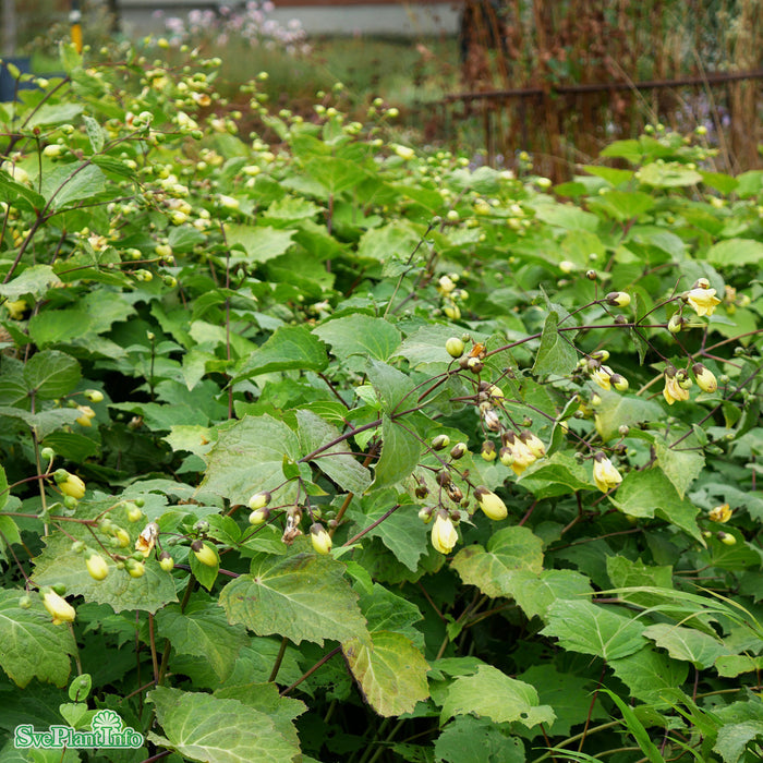 Kirengeshoma palmata A-kval
