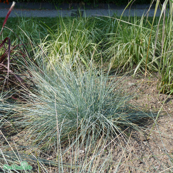 Festuca glauca 'Elijah Blue' A-kval