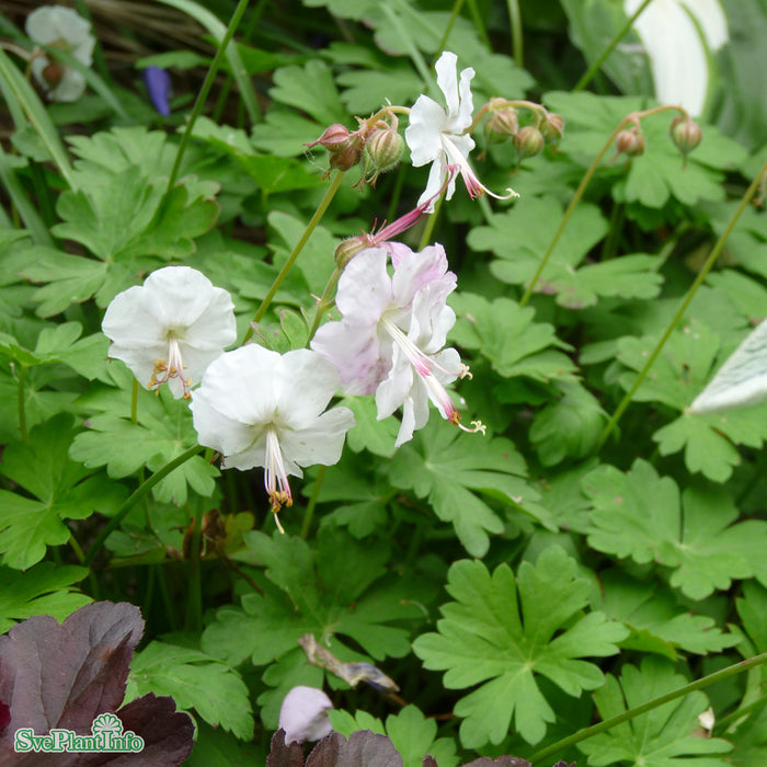 Geranium cantabrigiense 'St Ola' A-kval