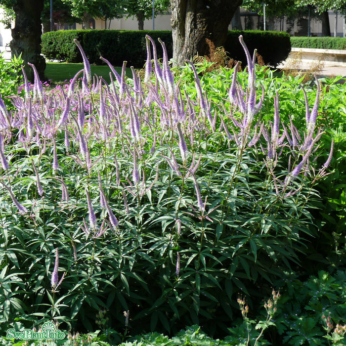 Veronicastrum virginicum 'Lavendelturm' A-kval