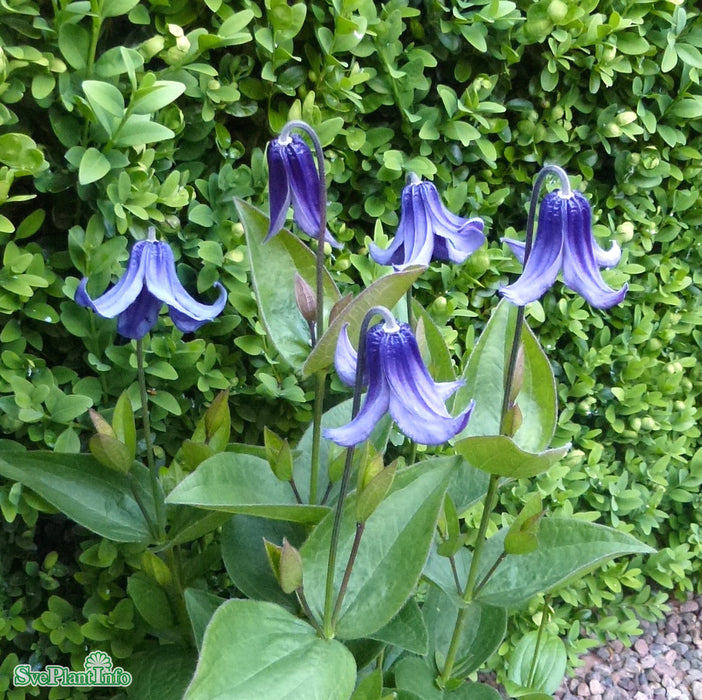 Clematis (Int.) 'Baby Blue' A-kval C2