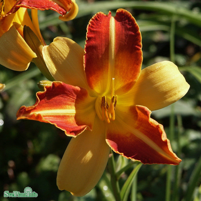 Hemerocallis 'Frans Hals' A-kval