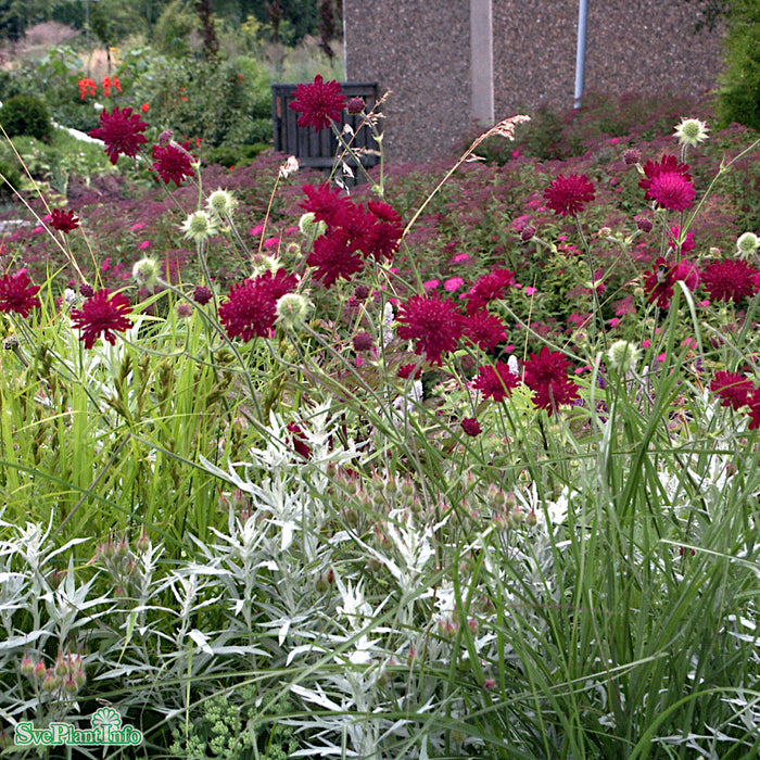 Knautia macedonica A-kval