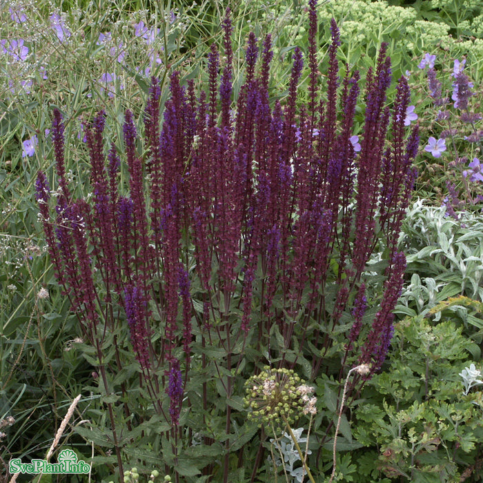 Salvia nemorosa 'Caradonna' A-kval