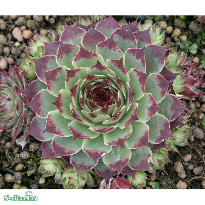 Sempervivum calcareum 'Sir William Lawrence' A-kval