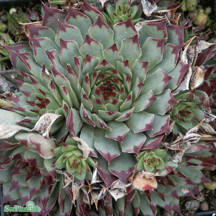 Sempervivum calcareum A-kval