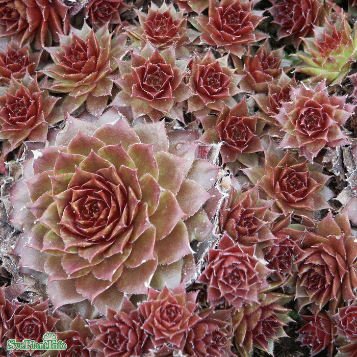Sempervivum 'Rubin' A-kval