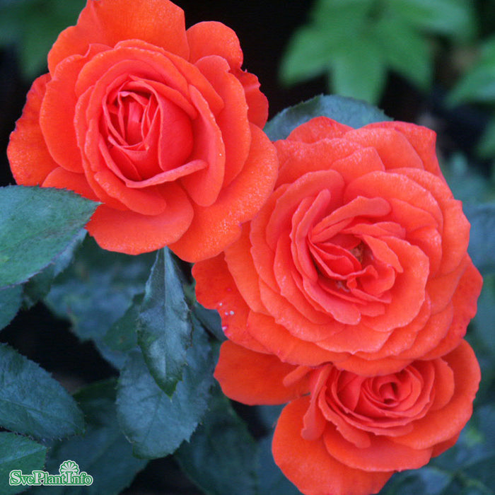 Rosa 'Brilliant' A kval C4