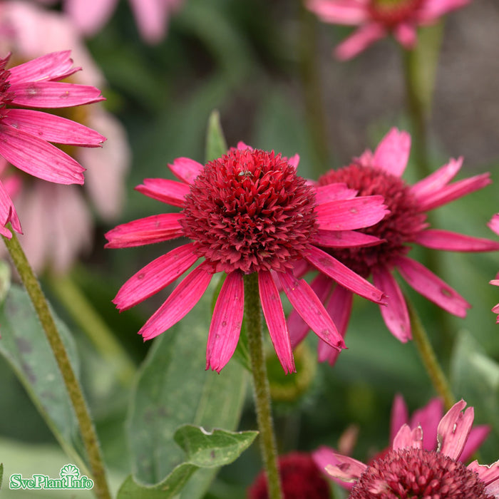 Echinacea 'Delicious Candy' A-kval C3