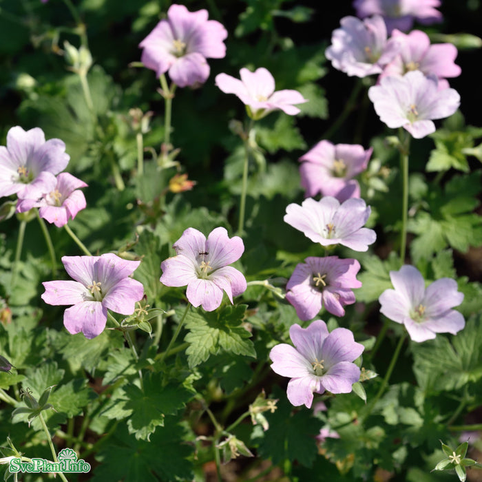 Geranium 'Dreamland' A-kval