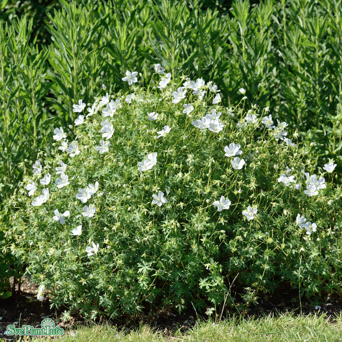 Geranium sanguineum 'Album' A-kval