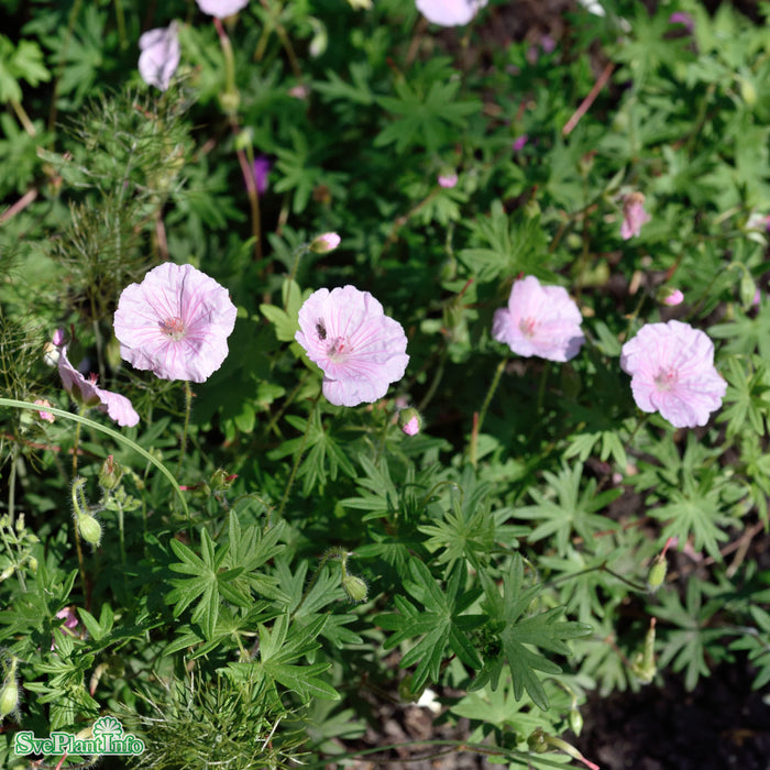 Geranium sanguineum 'Apfelblüte' A-kval