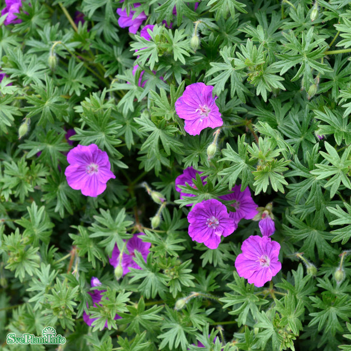 Geranium sanguineum 'Max Frei' A-kval