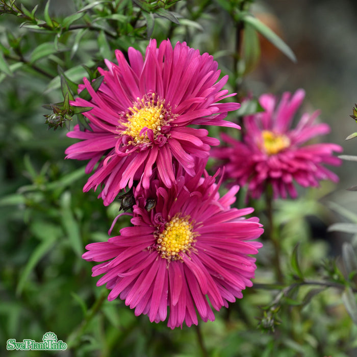 Aster novi-belgii 'Neron' A-kval