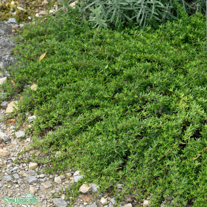 Thymus longicaulis 'Odoratus' A-kval