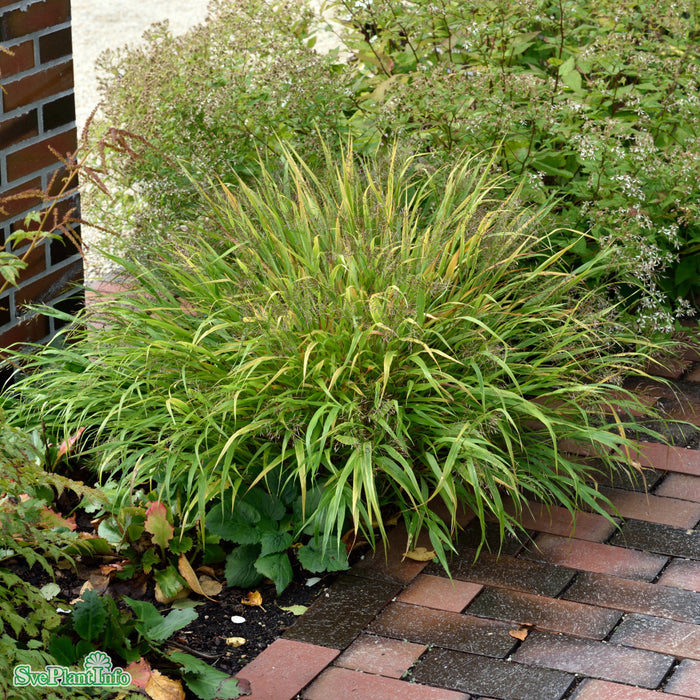 Hakonechloa macra A-kval